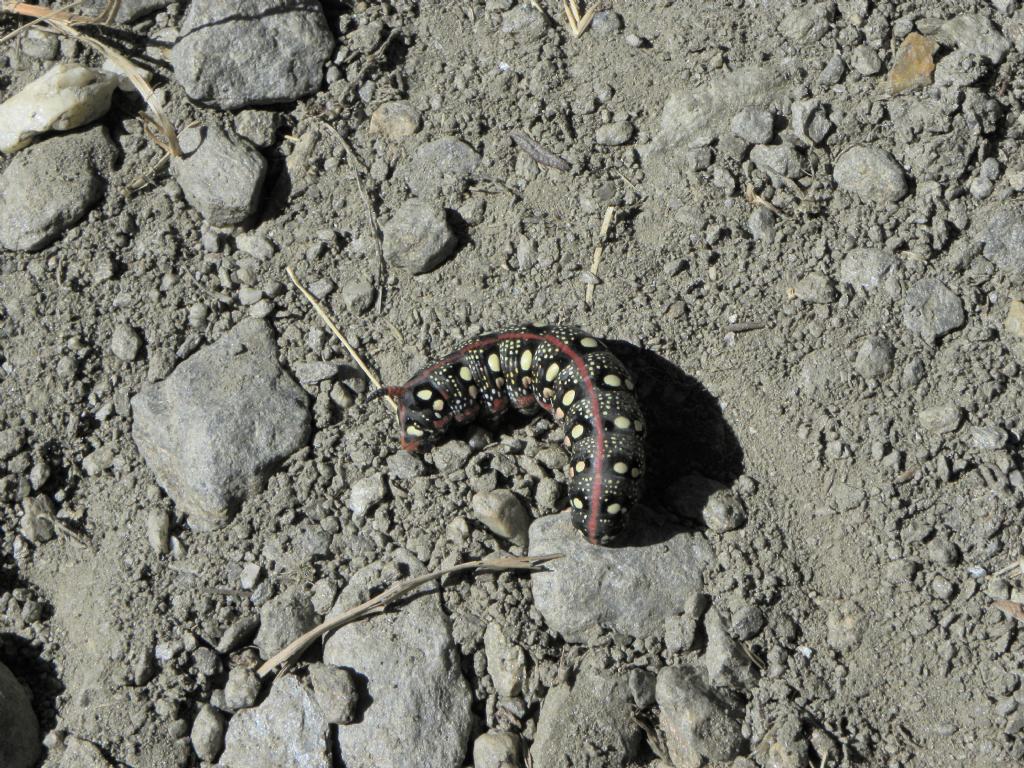 Determinazione bruco: Hyles euphorbiae - Sphingidae